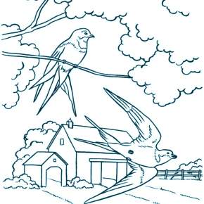 Раскраска Птицы Раскраска Птицы