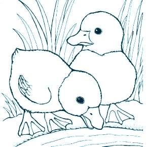 Раскраска Птицы Раскраска Птицы