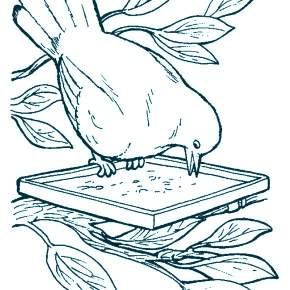 Раскраска Птицы Раскраска Птицы