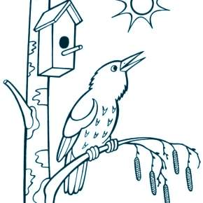 Раскраска Птицы Раскраска Птицы