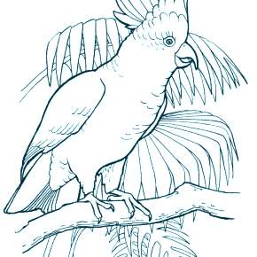 Раскраска Птицы Раскраска Птицы