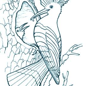 Раскраска Птицы Раскраска Птицы