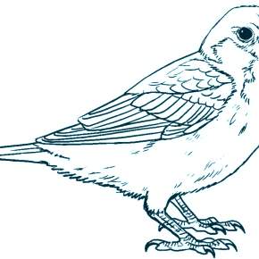 Раскраска Птицы Раскраска Птицы