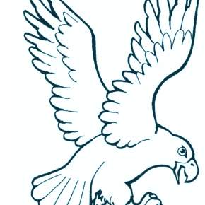 Раскраска Птицы Раскраска Птицы