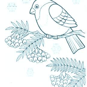 Раскраска Птицы Раскраска Птицы