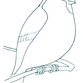 Раскраска Птицы Раскраска Птицы