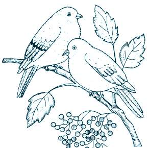 Раскраска Птицы Раскраска Птицы