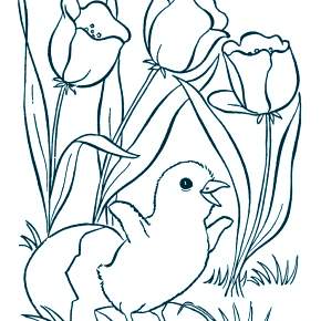 Раскраска Птицы Раскраска Птицы