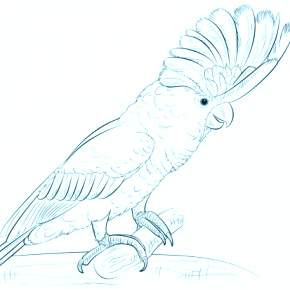 Раскраска попугаи
