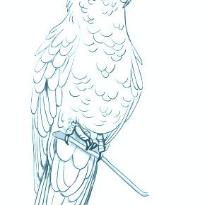 Раскраска попугаи