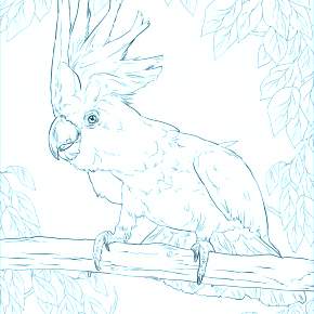 Раскраска попугаи