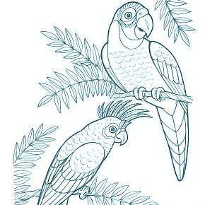 Раскраска попугаи