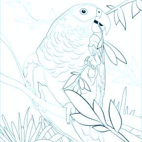 Раскраска попугаи
