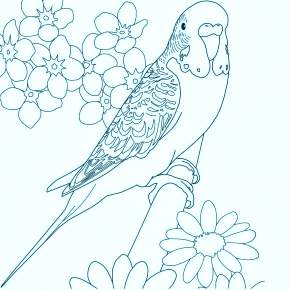 Раскраска попугаи