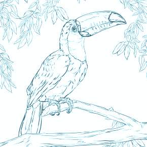 Раскраска попугаи