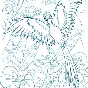 Раскраска попугаи