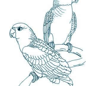 Раскраска попугаи