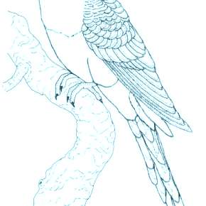 Раскраска попугаи