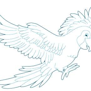 Раскраска попугаи