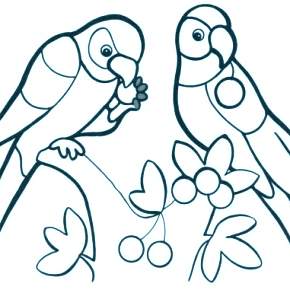 Раскраска попугаи