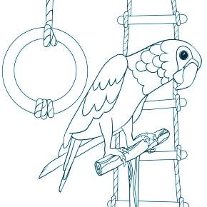 Раскраска попугаи