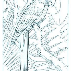 Раскраска попугаи