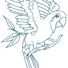 Раскраска попугаи