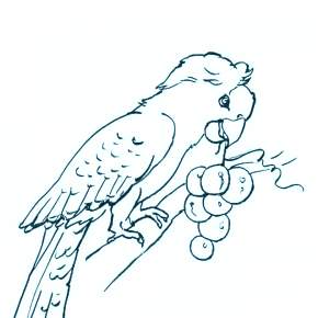 Раскраска попугаи