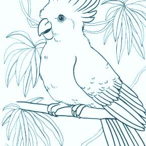 Раскраска попугаи