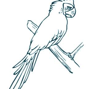 Раскраска попугаи