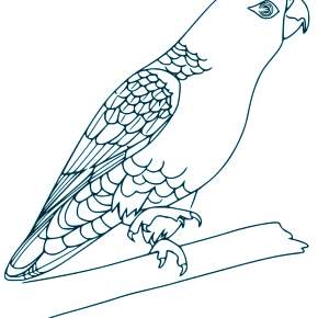 Раскраска попугаи