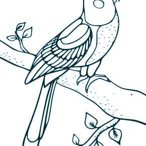 Раскраска попугаи
