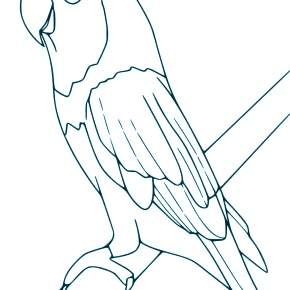 Раскраска попугаи