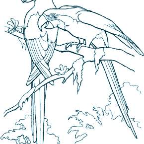 Раскраска попугаи