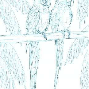 Раскраска попугаи