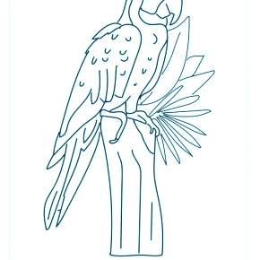 Раскраска попугаи