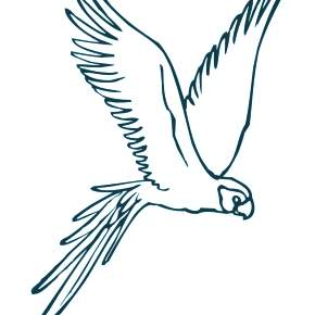 Раскраска попугаи