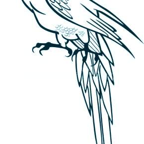 Раскраска попугаи