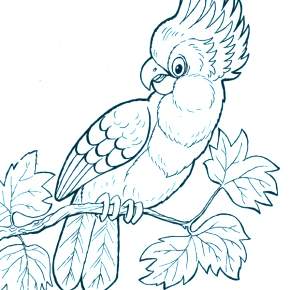 Раскраска попугаи