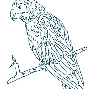 Раскраска попугаи