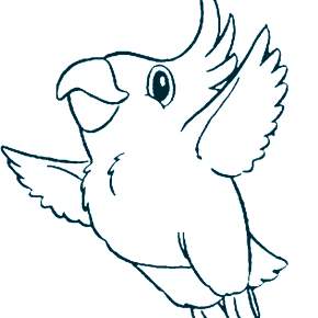 Раскраска попугаи