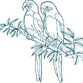 Раскраска попугаи