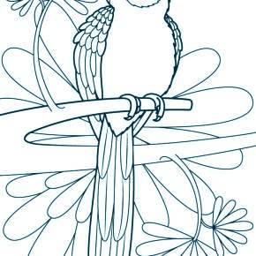 Раскраска попугаи