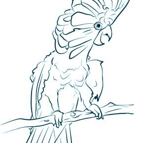 Раскраска попугаи