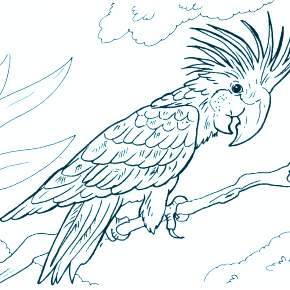 Раскраска попугаи