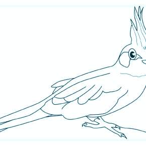 Раскраска попугаи
