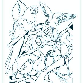 Раскраска попугаи