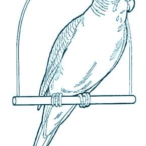 Раскраска попугаи