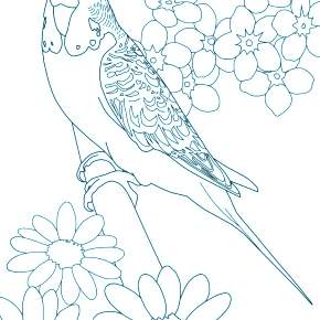 Раскраска попугаи