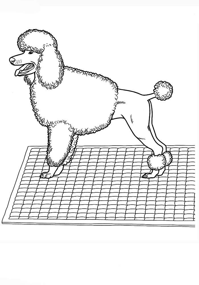 Рисунок собаки пудель